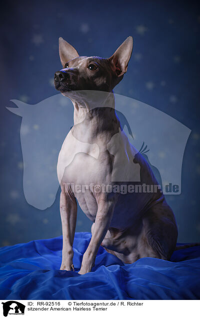 sitzender American Hairless Terrier / sitting American Hairless Terrier / RR-92516