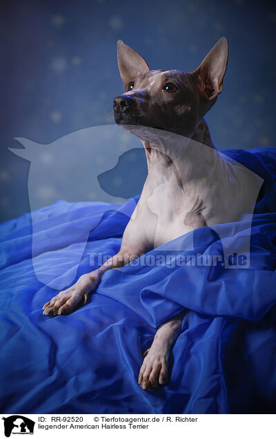 liegender American Hairless Terrier / lying American Hairless Terrier / RR-92520