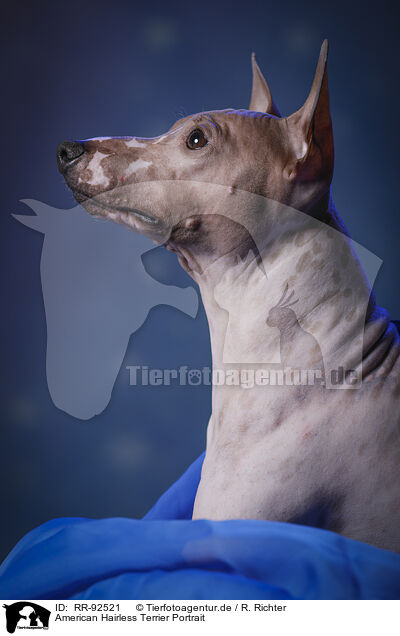American Hairless Terrier Portrait / American Hairless Terrier Portrait / RR-92521