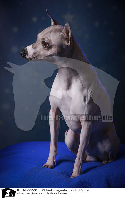 sitzender American Hairless Terrier / sitting American Hairless Terrier / RR-92532