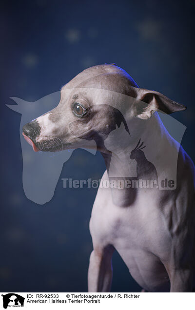 American Hairless Terrier Portrait / RR-92533