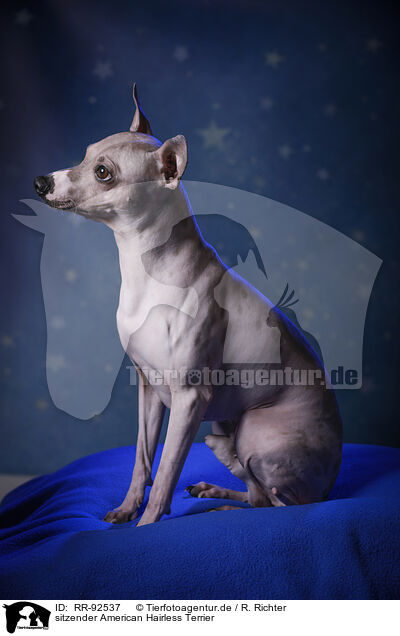 sitzender American Hairless Terrier / RR-92537