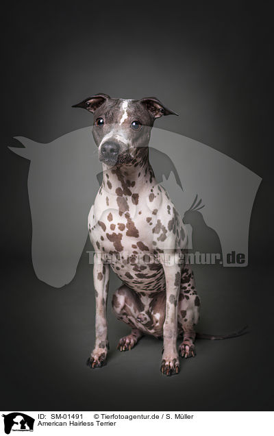 American Hairless Terrier / SM-01491