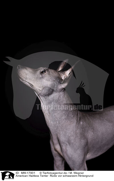 American Hairless Terrier  Rde vor schwarzem Hintergrund / MW-17901