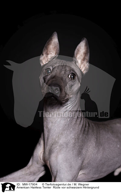 American Hairless Terrier  Rde vor schwarzem Hintergrund / MW-17904
