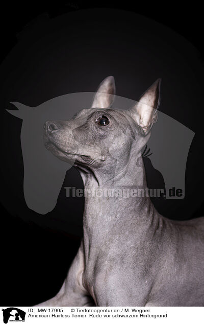 American Hairless Terrier  Rde vor schwarzem Hintergrund / MW-17905