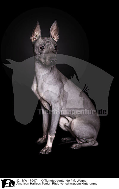 American Hairless Terrier  Rde vor schwarzem Hintergrund / MW-17907