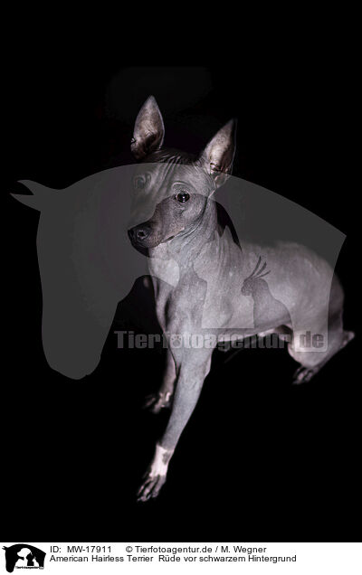 American Hairless Terrier  Rde vor schwarzem Hintergrund / MW-17911
