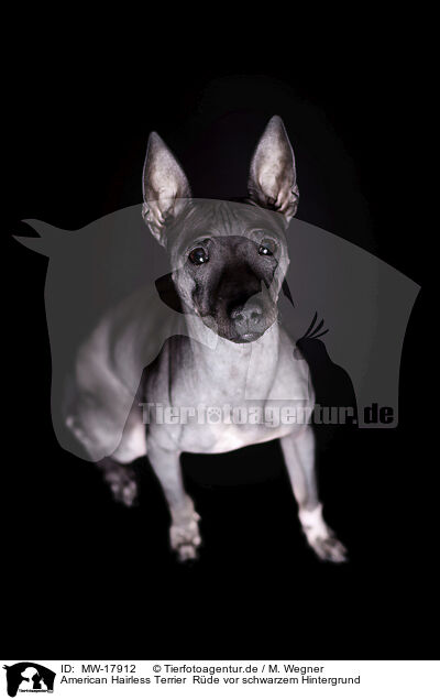 American Hairless Terrier  Rde vor schwarzem Hintergrund / MW-17912