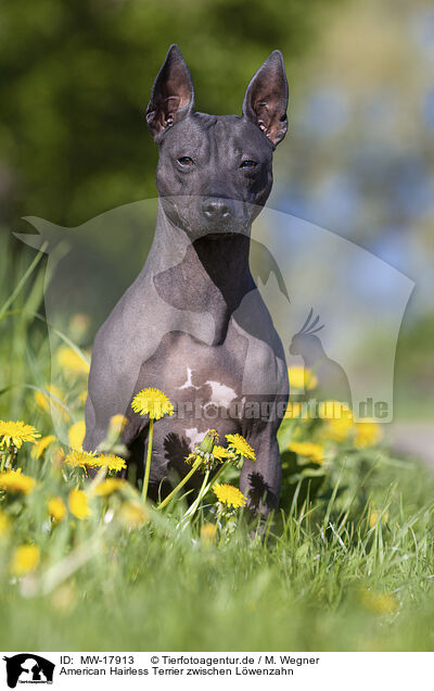 American Hairless Terrier zwischen Lwenzahn / MW-17913