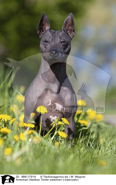 American Hairless Terrier zwischen Lwenzahn / MW-17914