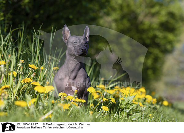 American Hairless Terrier zwischen Lwenzahn / MW-17917