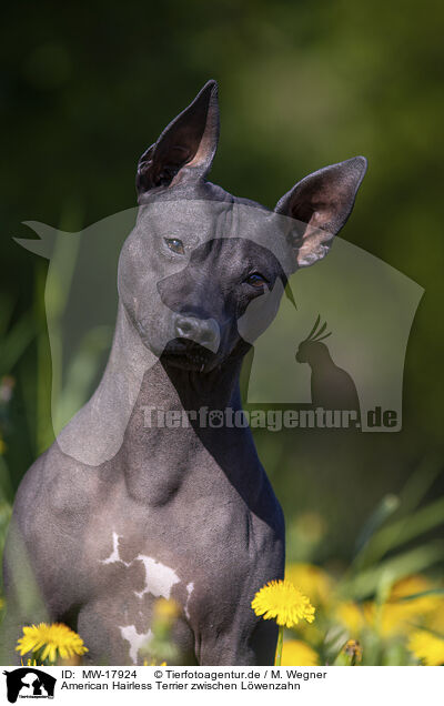 American Hairless Terrier zwischen Lwenzahn / MW-17924