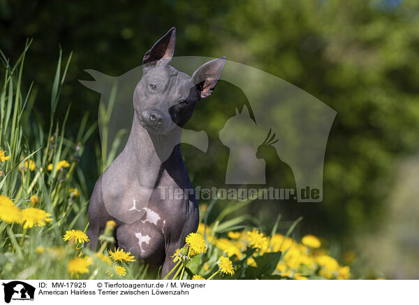American Hairless Terrier zwischen Lwenzahn / MW-17925