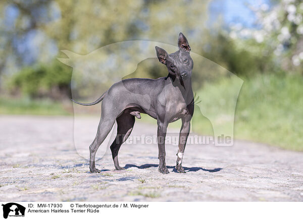 American Hairless Terrier Rde / MW-17930