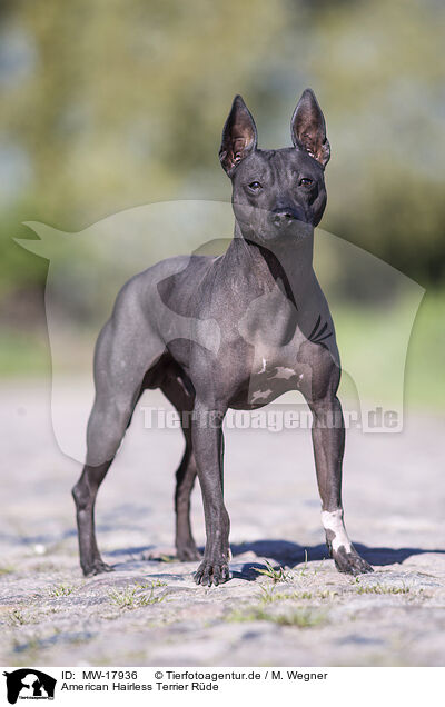 American Hairless Terrier Rde / MW-17936
