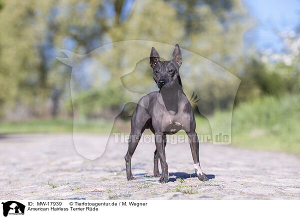 American Hairless Terrier Rde / MW-17939