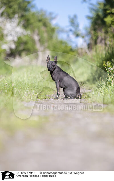 American Hairless Terrier Rde / MW-17943