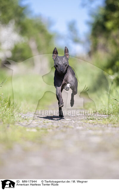 American Hairless Terrier Rde / MW-17944