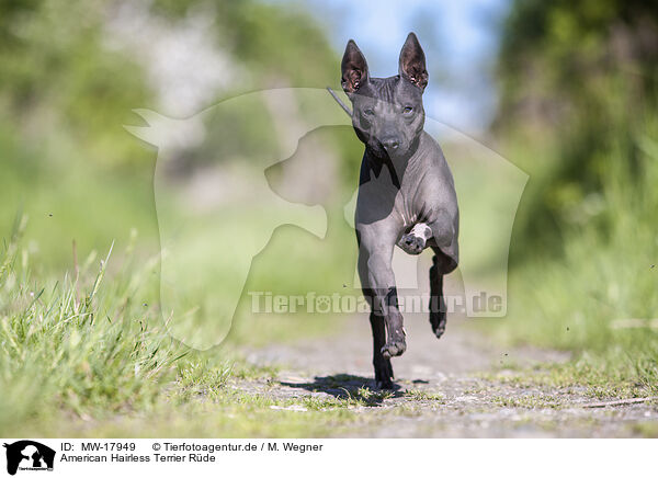 American Hairless Terrier Rde / MW-17949