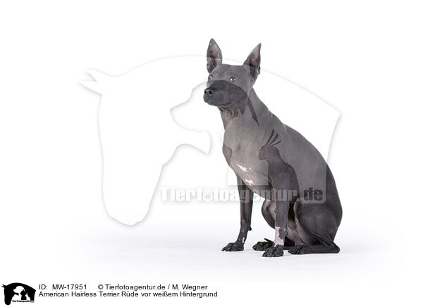 American Hairless Terrier Rde vor weiem Hintergrund / MW-17951