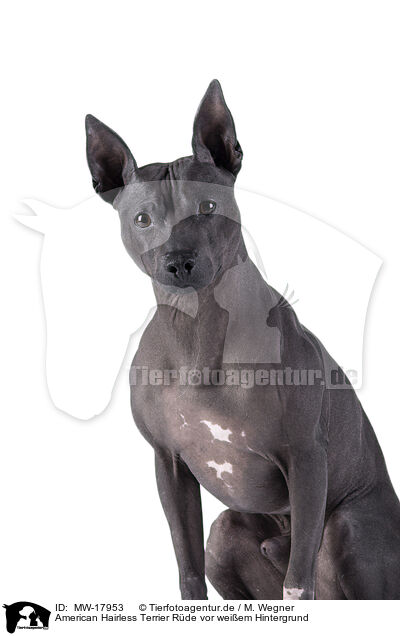 American Hairless Terrier Rde vor weiem Hintergrund / MW-17953