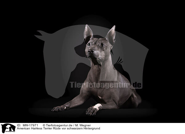 American Hairless Terrier Rde vor schwarzem Hintergrund / MW-17971
