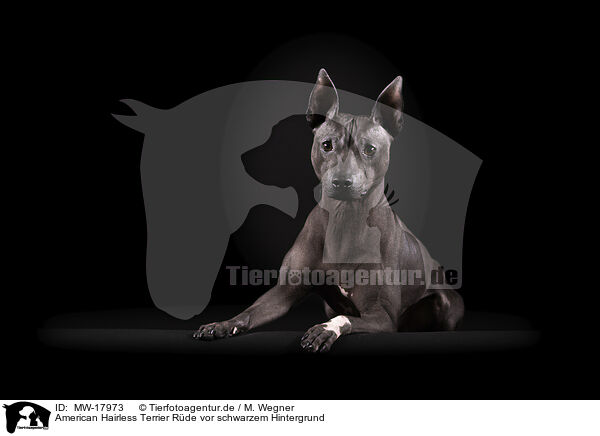 American Hairless Terrier Rde vor schwarzem Hintergrund / MW-17973