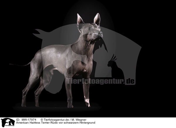 American Hairless Terrier Rde vor schwarzem Hintergrund / MW-17974