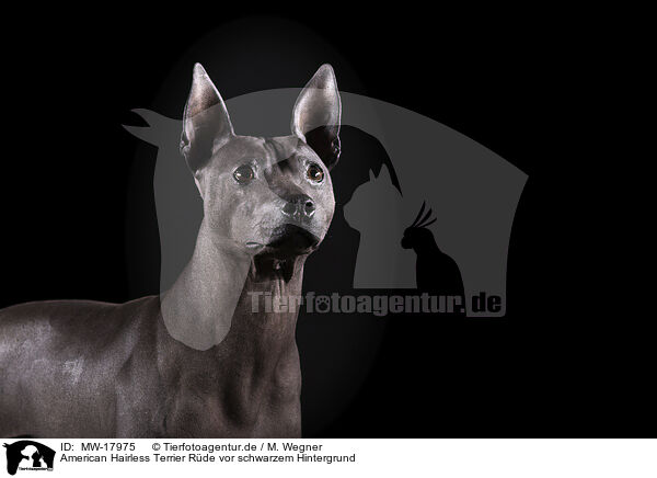 American Hairless Terrier Rde vor schwarzem Hintergrund / MW-17975