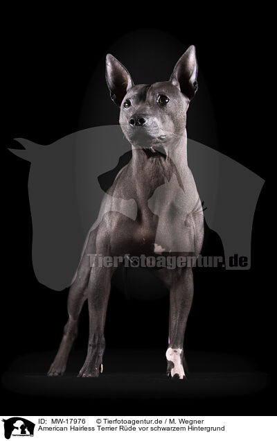 American Hairless Terrier Rde vor schwarzem Hintergrund / MW-17976