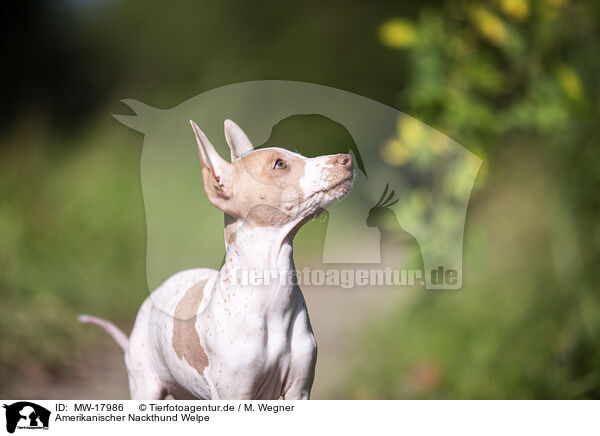 Amerikanischer Nackthund Welpe / MW-17986
