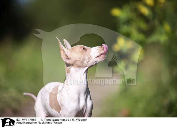 Amerikanischer Nackthund Welpe / MW-17987