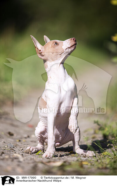 Amerikanischer Nackthund Welpe / MW-17990