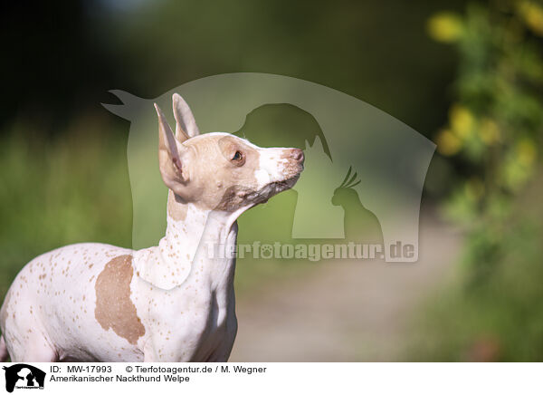 Amerikanischer Nackthund Welpe / MW-17993