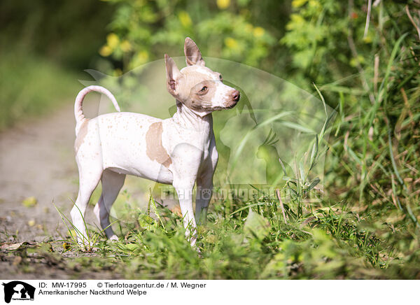 Amerikanischer Nackthund Welpe / MW-17995
