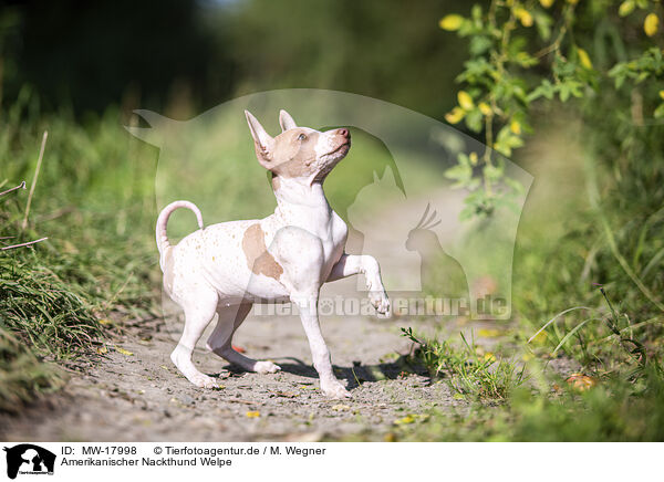 Amerikanischer Nackthund Welpe / MW-17998