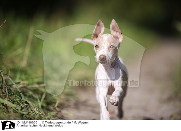Amerikanischer Nackthund Welpe / American Hairless Terrier puppy / MW-18006