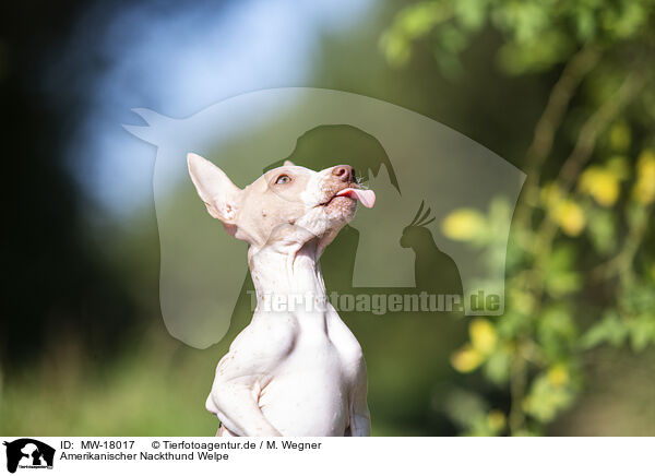 Amerikanischer Nackthund Welpe / MW-18017
