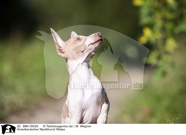 Amerikanischer Nackthund Welpe / American Hairless Terrier puppy / MW-18020
