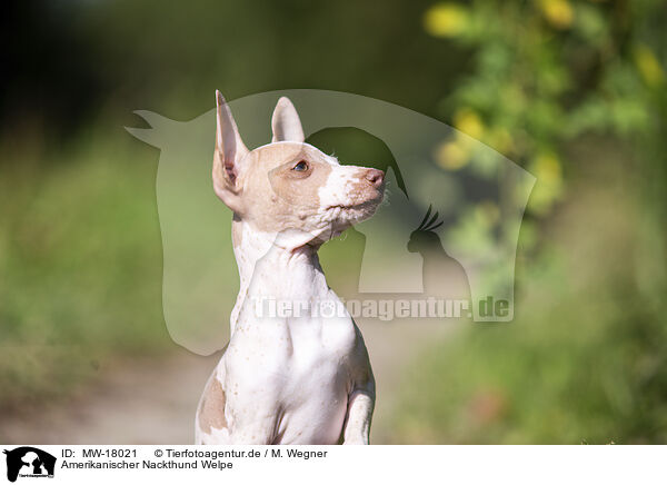 Amerikanischer Nackthund Welpe / MW-18021