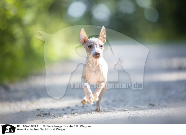 Amerikanischer Nackthund Welpe / MW-18041