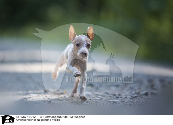 Amerikanischer Nackthund Welpe / American Hairless Terrier puppy / MW-18042