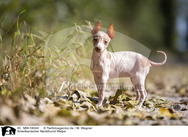 Amerikanischer Nackthund Welpe / American Hairless Terrier puppy / MW-18044