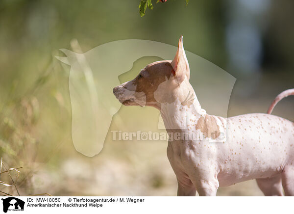 Amerikanischer Nackthund Welpe / MW-18050
