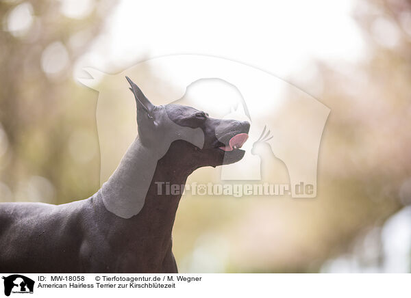 American Hairless Terrier zur Kirschbltezeit / MW-18058