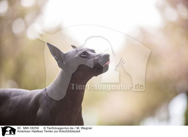 American Hairless Terrier zur Kirschbltezeit / MW-18059