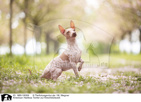 American Hairless Terrier zur Kirschbltezeit / MW-18069