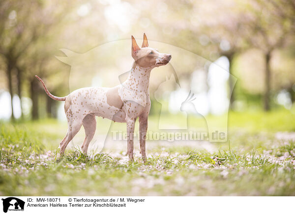 American Hairless Terrier zur Kirschbltezeit / MW-18071