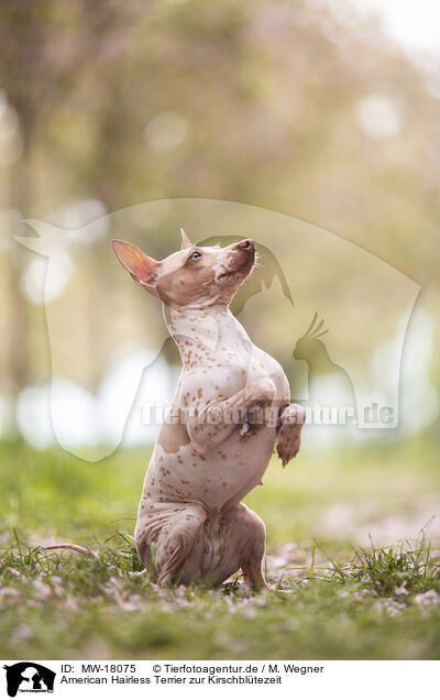 American Hairless Terrier zur Kirschbltezeit / MW-18075
